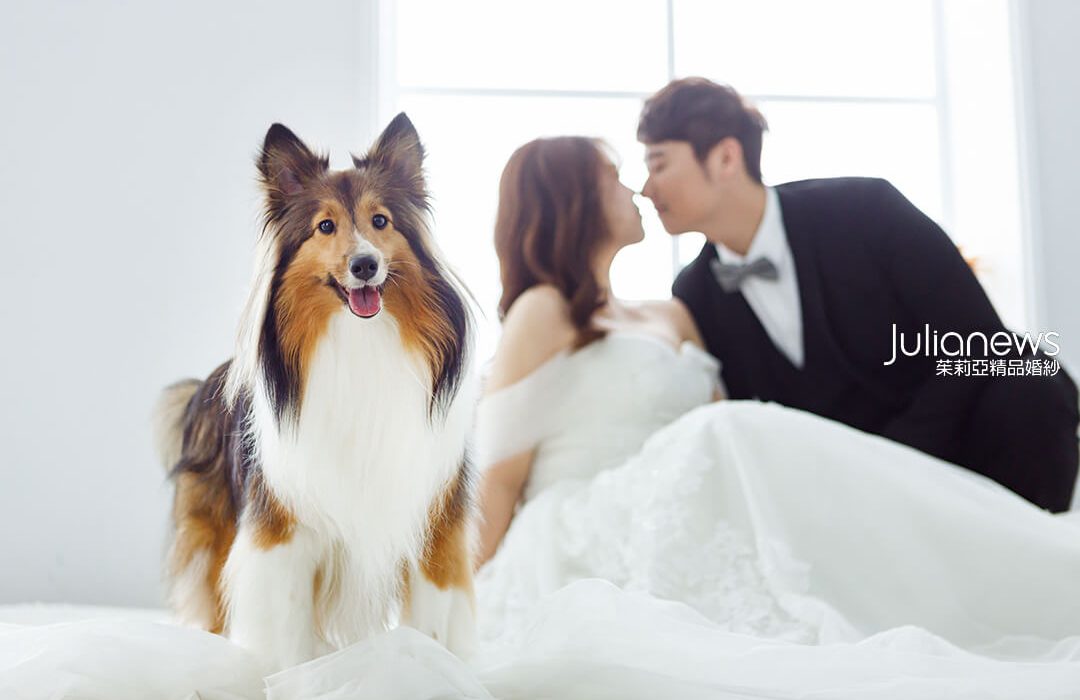 寵物婚紗