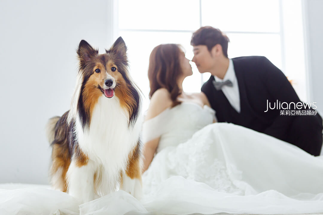 寵物婚紗